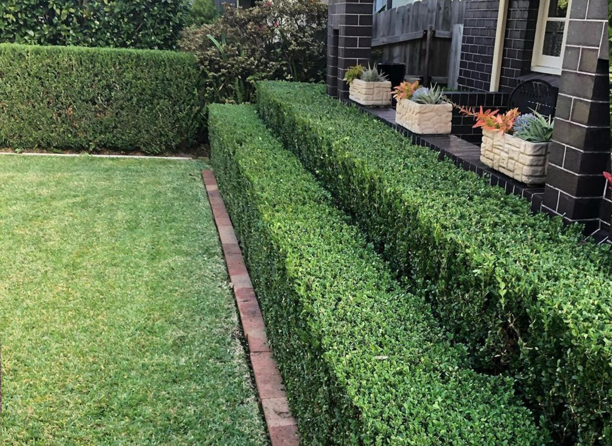 Residential lawn and hedge